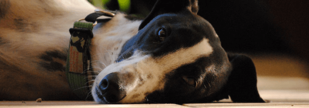 Greyhound Adoption Program