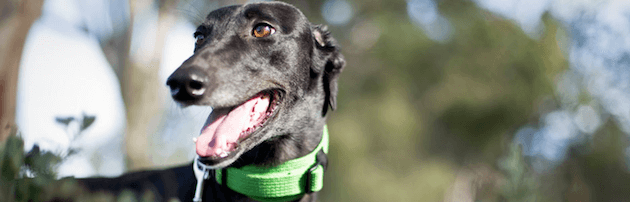 Greyhound Adoption Program photo by Danielle Chidlow