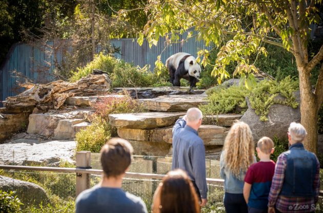 Panda at Adelaide Zoo