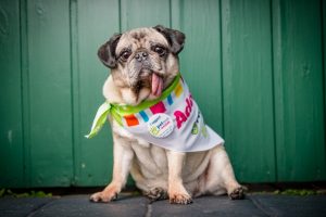 PetStock adoption day