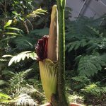 corpse-flower-adelaide-botanic-garden