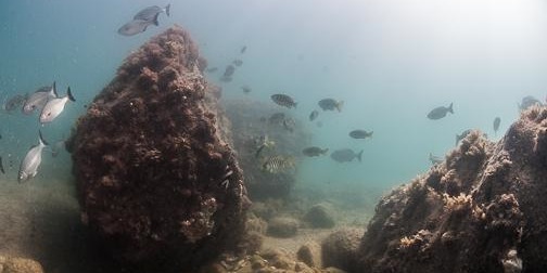 snorkel hallet cove reef