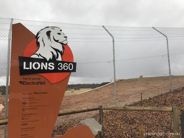 Lions 360 Monarto zoo