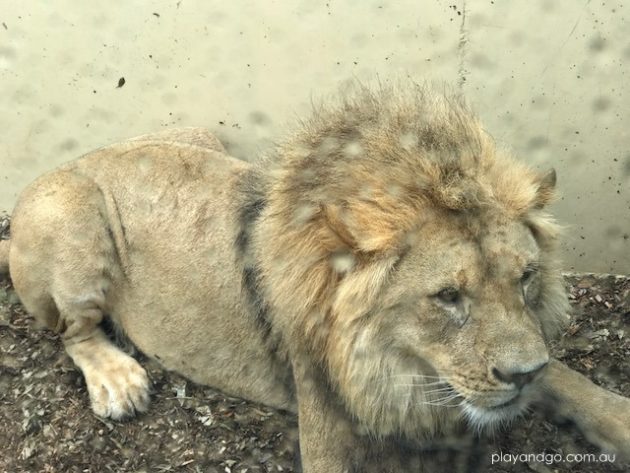 Lions 360 Monarto zoo