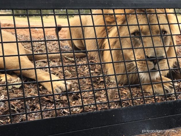 Lions 360 Monarto zoo