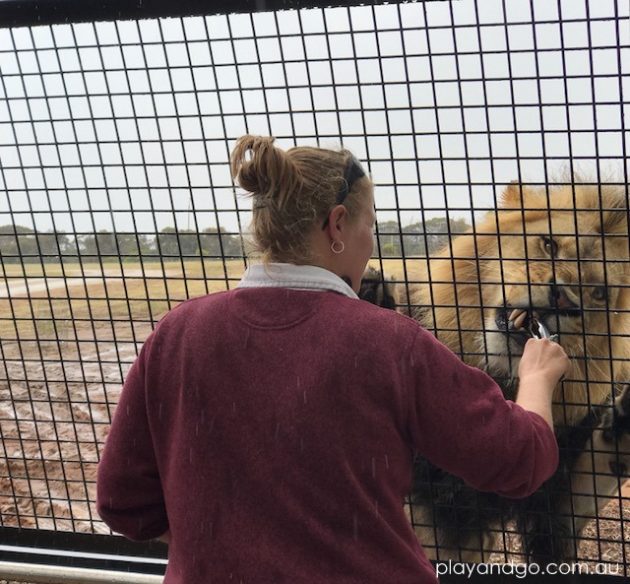 lion 360 monarto lion feeding