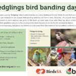 fledglings bird banding day