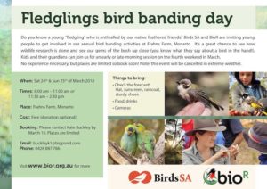 fledglings bird banding day
