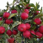 harrisville orchards apple picking