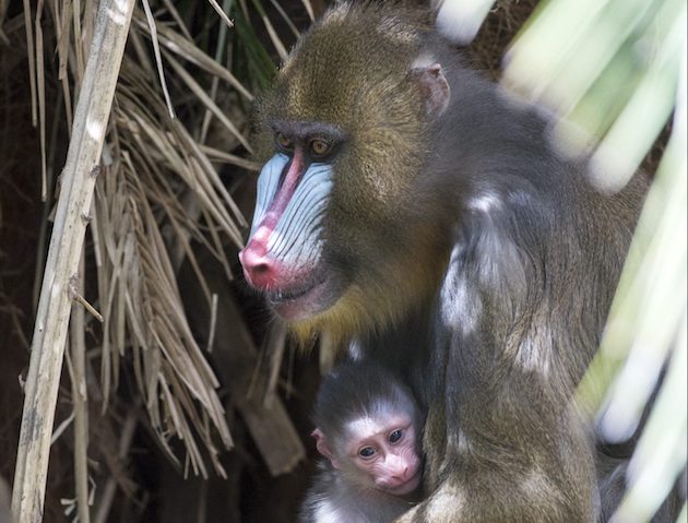 Celebrate Mother's Day With FREE Entry To Adelaide Zoo & Monarto Zoo ...