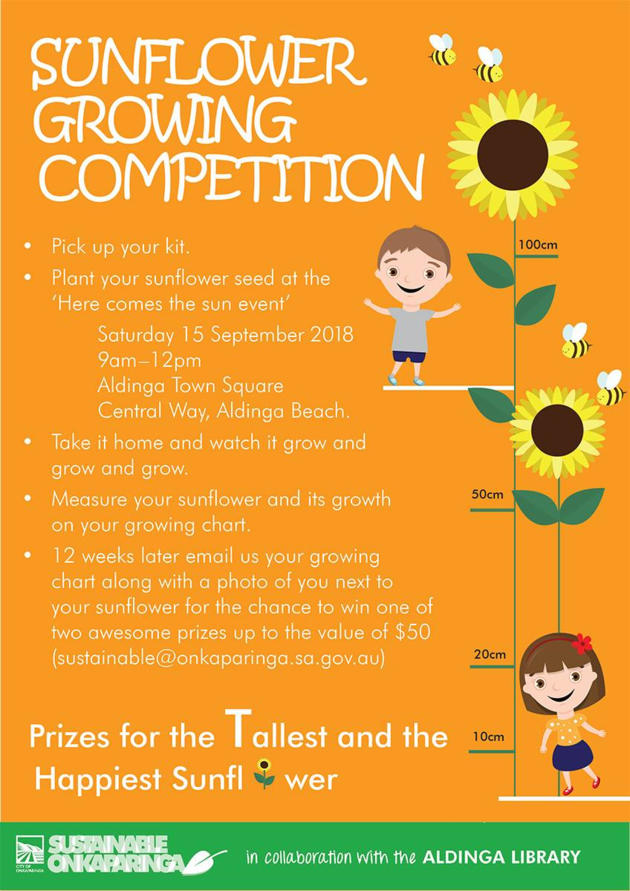 sunflower growing competition