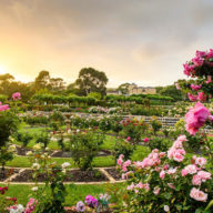 centennial park roses