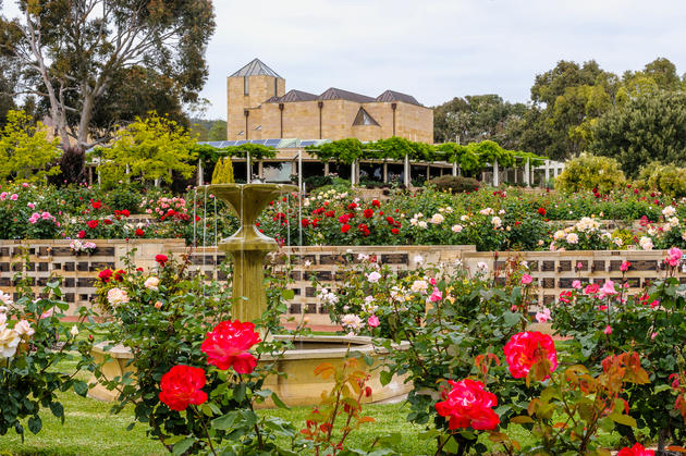 centennial park roses 2