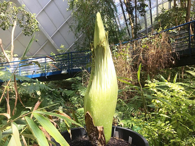 corpse flower 2