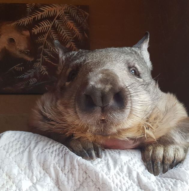 Womstock | Wombat Awareness Organisation Open Day | 18 Nov 2018 - What ...