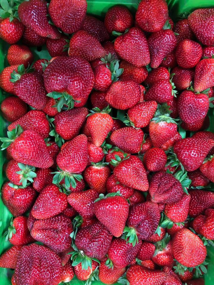 Strawberry Season Opener Weekend Harvest the Fleurieu Mount Compass