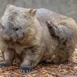 cleland wildlife park fred wombat