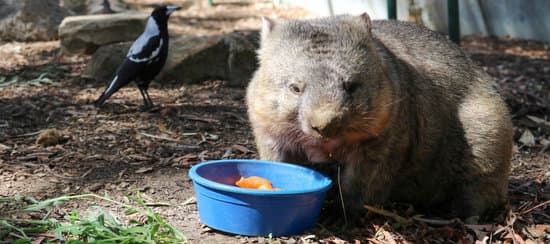 cleland wildlife park