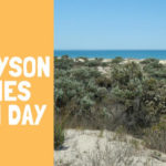 tennyson dunes open day