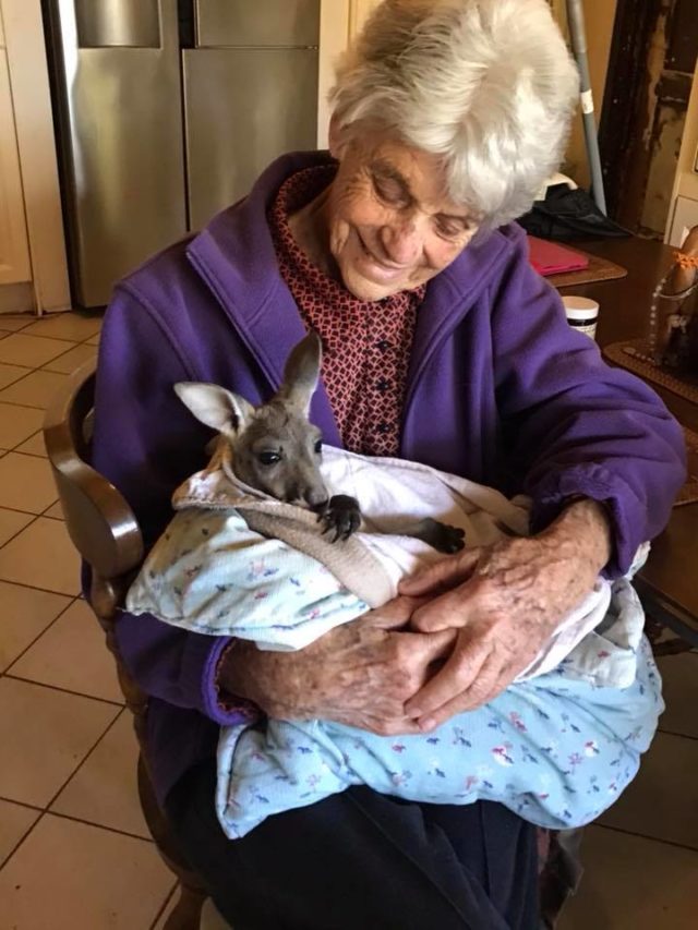 Joey Roo Rescue Kangaroo Rescue in Adelaide | What To Do If You Find a Roo - Play & Go ...