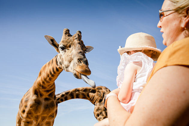 monarto safari park adelaide