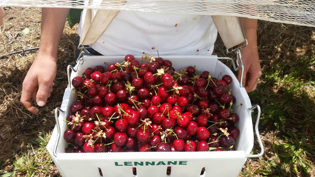 lennane orchards