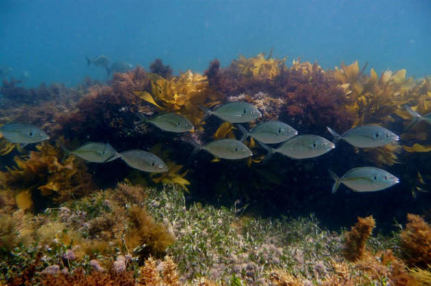 spots to snorkel South Australia