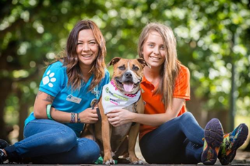 National Pet Adoption Day | PETstock | 15 Feb 2020 - Play & Go