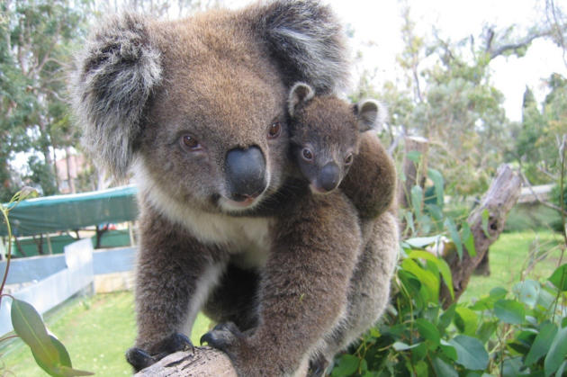 koala petition