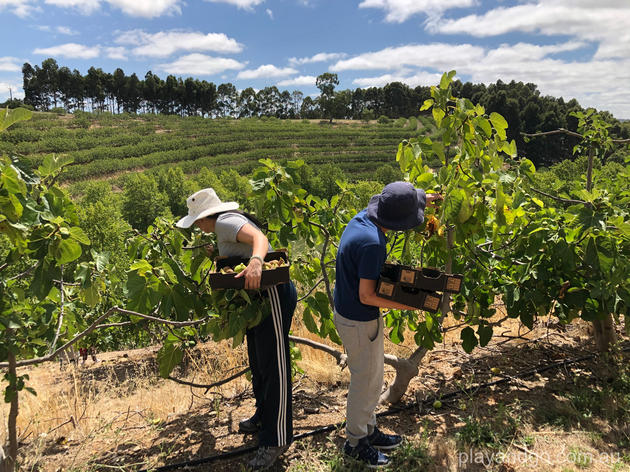 fig picking