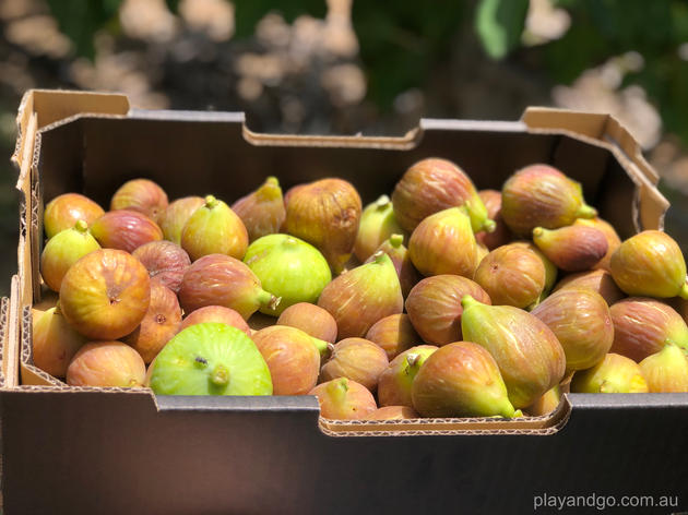 fig picking