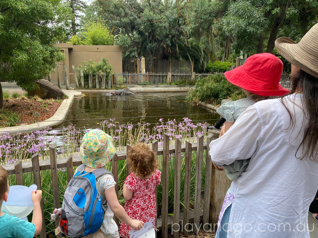 Adelaide Zoo A to Zoo session review by Susannah Marks