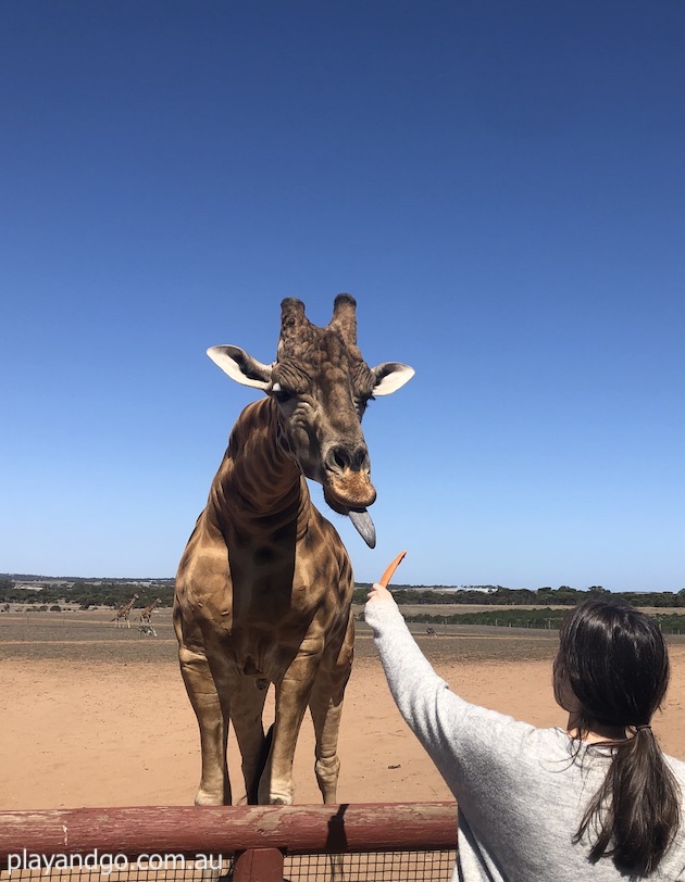 monarto safari park review