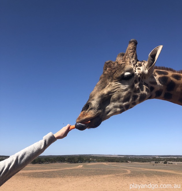 Giraffe Safari Animal Experience | Monarto Safari Park | Review - What ...