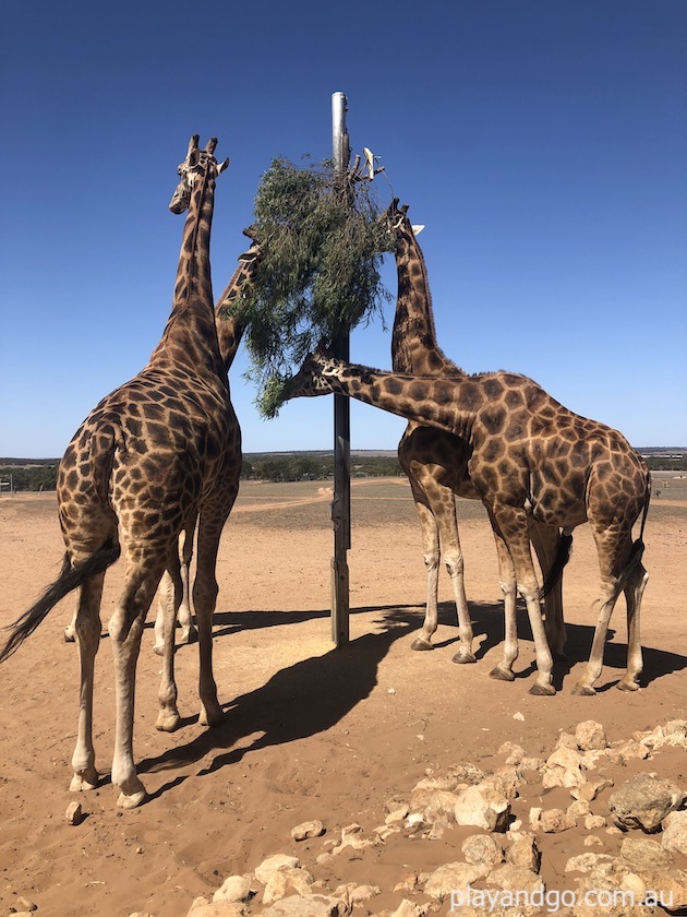 monarto safari park adelaide