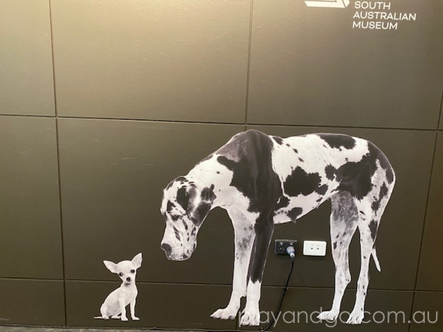 South Australian Museum Dogs Exhibition Review by Susannah Marks