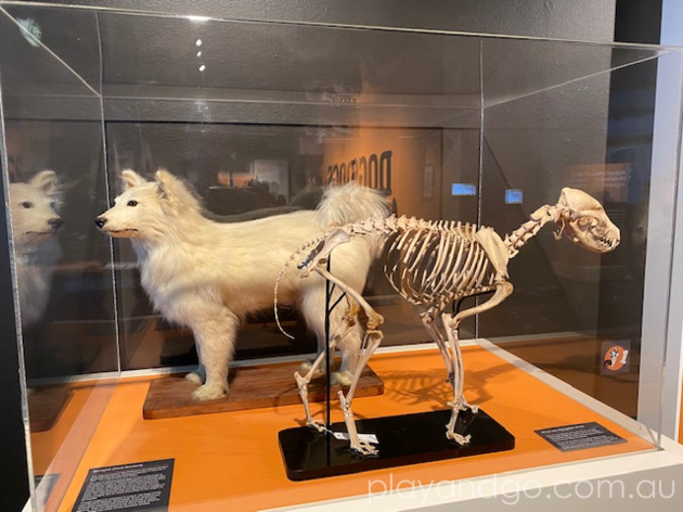 South Australian Museum Dogs Exhibition Review by Susannah Marks