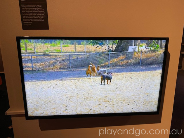 South Australian Museum Dogs Exhibition Review