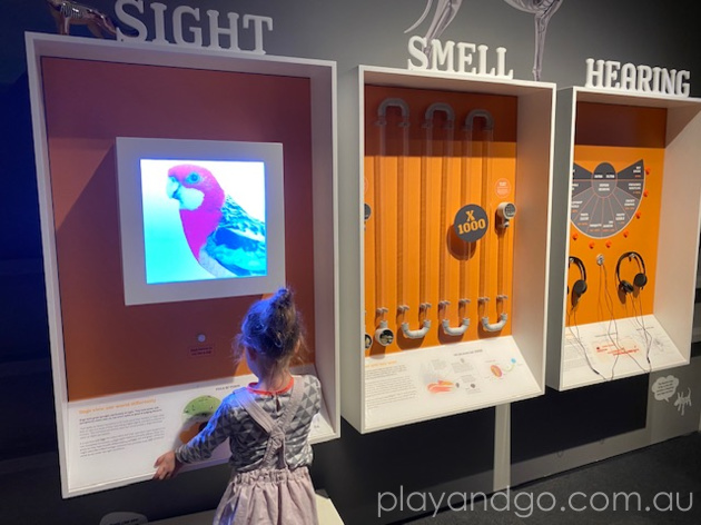 South Australian Museum Dogs Exhibition Review