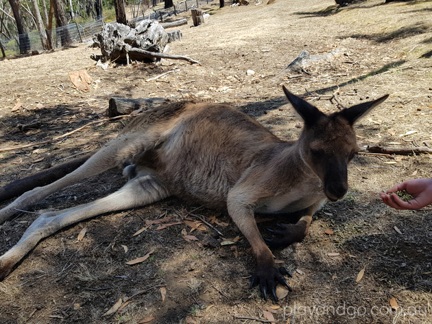 cleland wildlife park