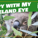 i spy with my cleland eye
