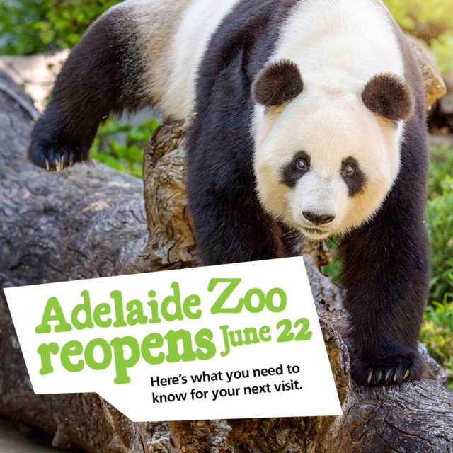 Adelaide Zoo Reopens 22 June 2020 640x640 