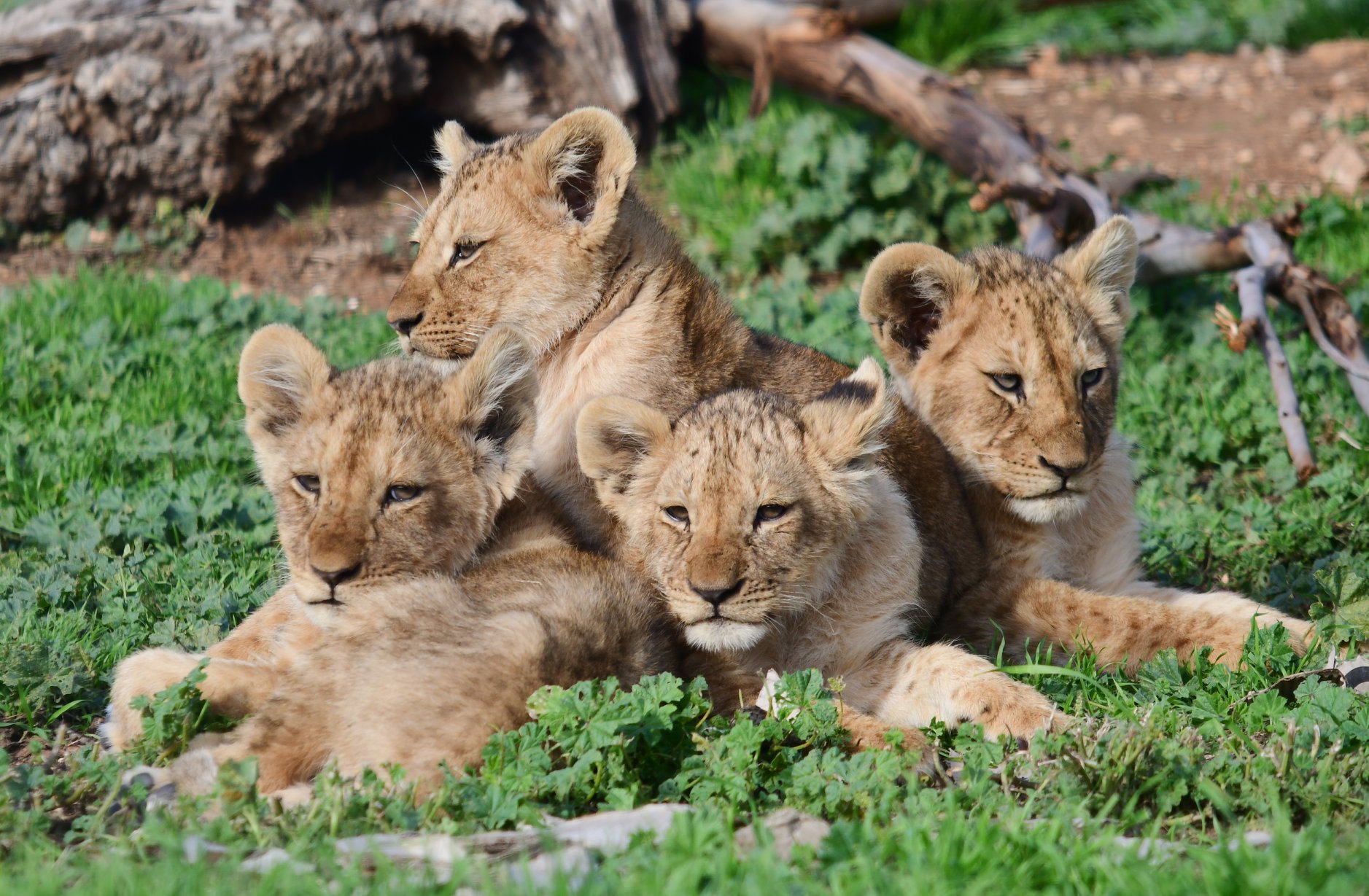 lioness with cubs lioness with cubs