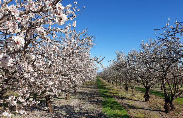 willunga almond blossom festival