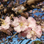 willunga almond blossom festival