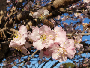 willunga almond blossom festival