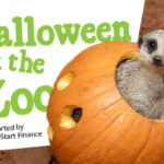halloween at the zoo