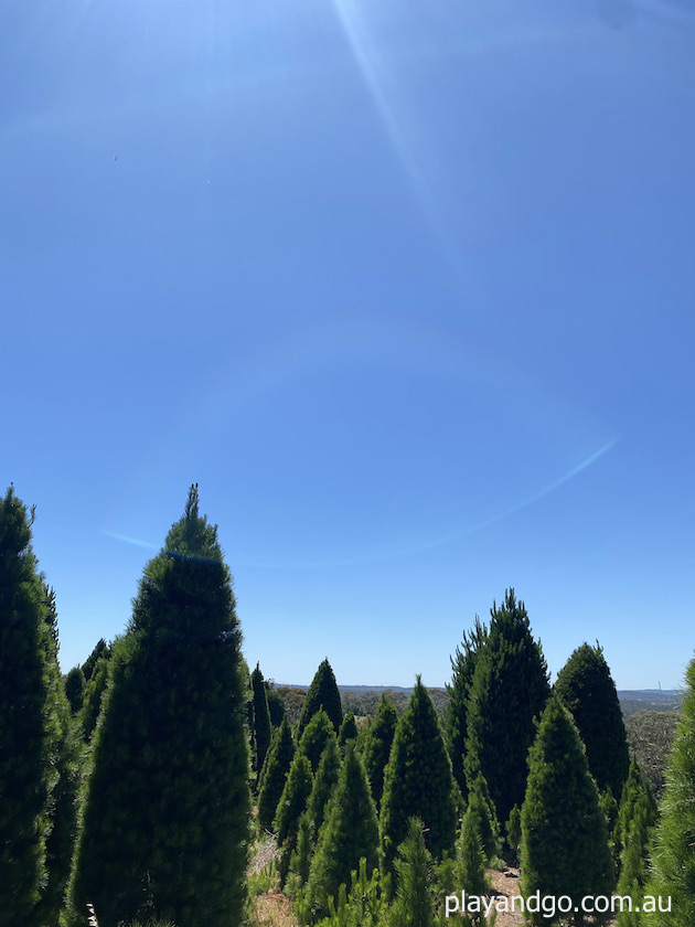 Chandlers Hill Christmas Tree Farm