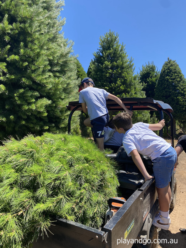 Chandlers Hill Christmas Tree Farm 