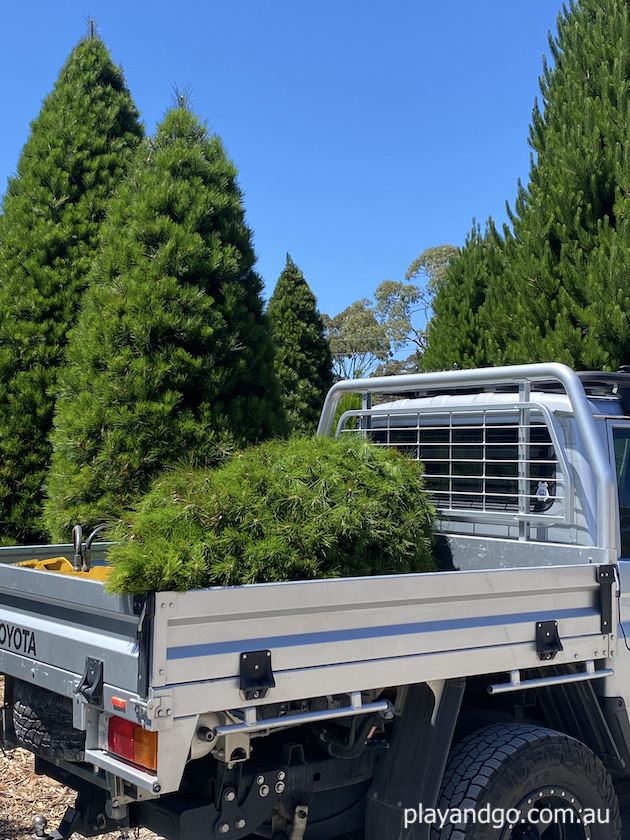 Chandlers Hill Christmas Tree Farm 